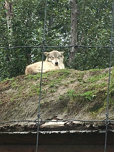 IMG_2569 Alaska Wildlife Conservation Center Wolf